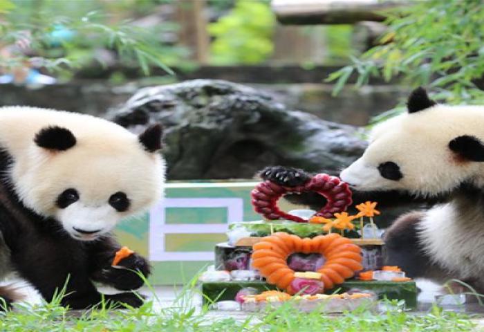 Lucunya Panda Kembar Raksasa Ulang Tahun